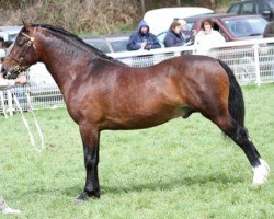 stallion Danway Magic (Welsh-Cob (Sek. D),  , from Danaway Harry)