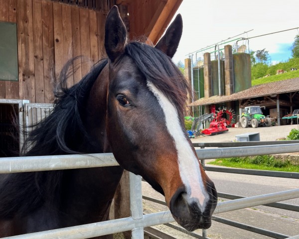 dressage horse Zoom's Zanzibar (German Sport Horse, 2020, from Zoom)