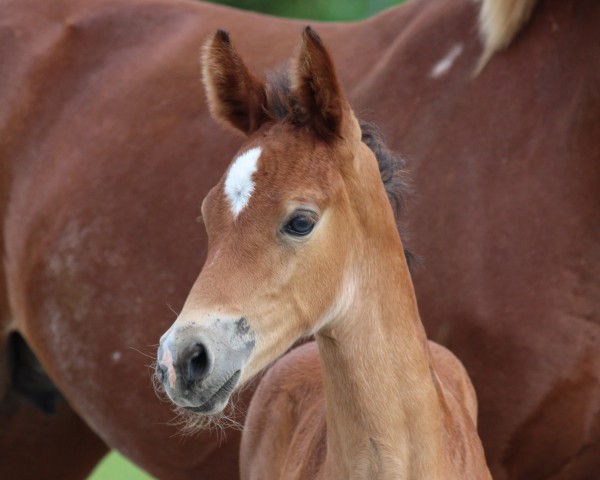 Fohlen von Südpfalz Fiona (Deutsches Reitpony, 2024, von Glück Auf A)