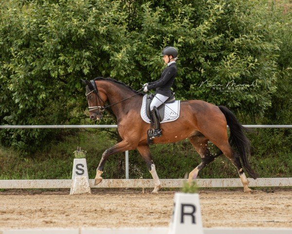 dressage horse Zalido 4 (Bavarian, 2015, from Zirkon 8)