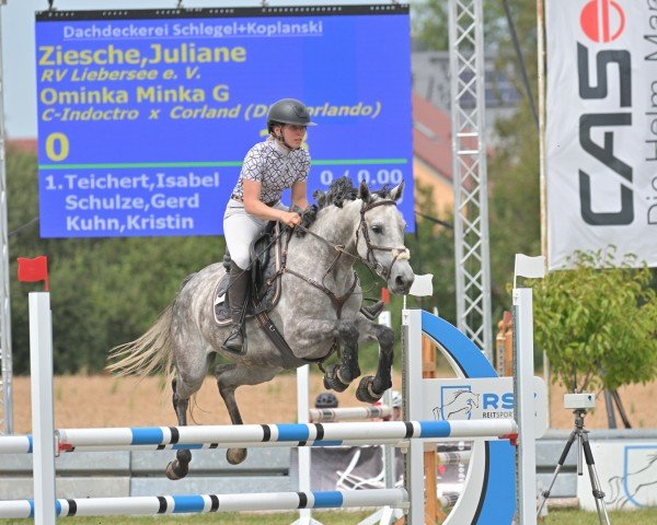 Springpferd Ominka Minka G (KWPN (Niederländisches Warmblut), 2019, von Indoctro)