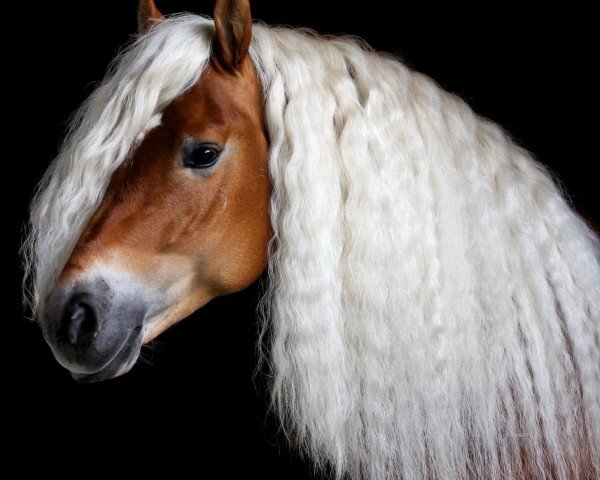 stallion Waaris Z (Haflinger, 2016, from Winterstern O)