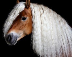 stallion Waaris Z (Haflinger, 2016, from Winterstern O)