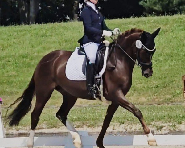 Dressurpferd Dear Vali (Deutsches Reitpony, 2018, von Dreamtime AT)