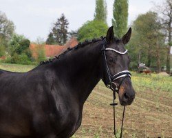 Zuchtstute Elsa Norp (KWPN (Niederländisches Warmblut),  , von Glock's Johnson Tn)