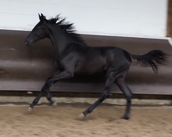 dressage horse Erhardt (Oldenburg, 2023, from Expectation PS)