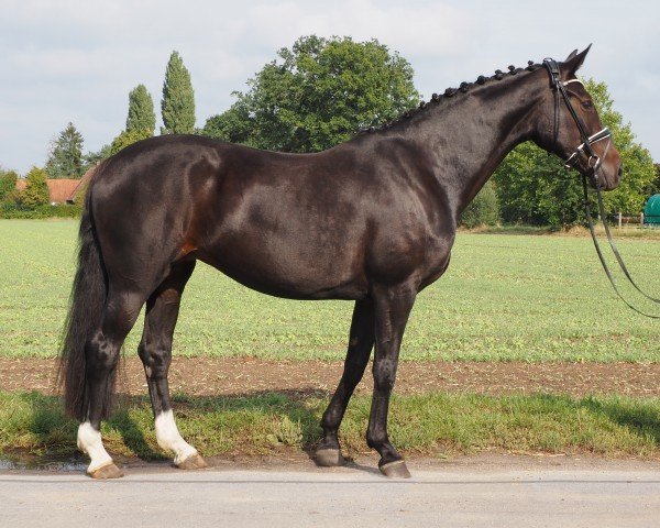 broodmare Devinja (Hanoverian, 2011, from Don Schufro)