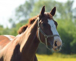 broodmare Strandperle (Hanoverian, 2008, from St. Moritz)