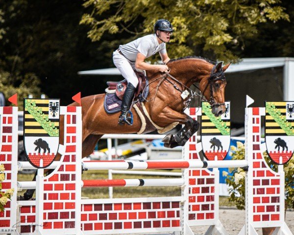 jumper Birthday Babe (Oldenburg show jumper, 2019, from Armison)