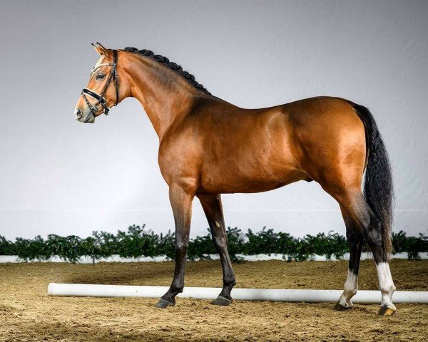 stallion Despacito AT (German Riding Pony, 2015, from D-Day AT)