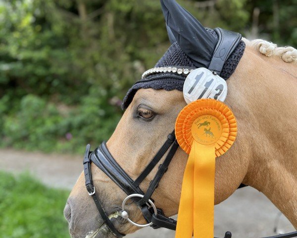 dressage horse Nordic Moon V (German Riding Pony, 2018, from Numerus Clausus)