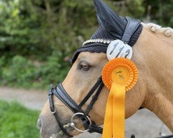 dressage horse Nordic Moon V (German Riding Pony, 2018, from Numerus Clausus)