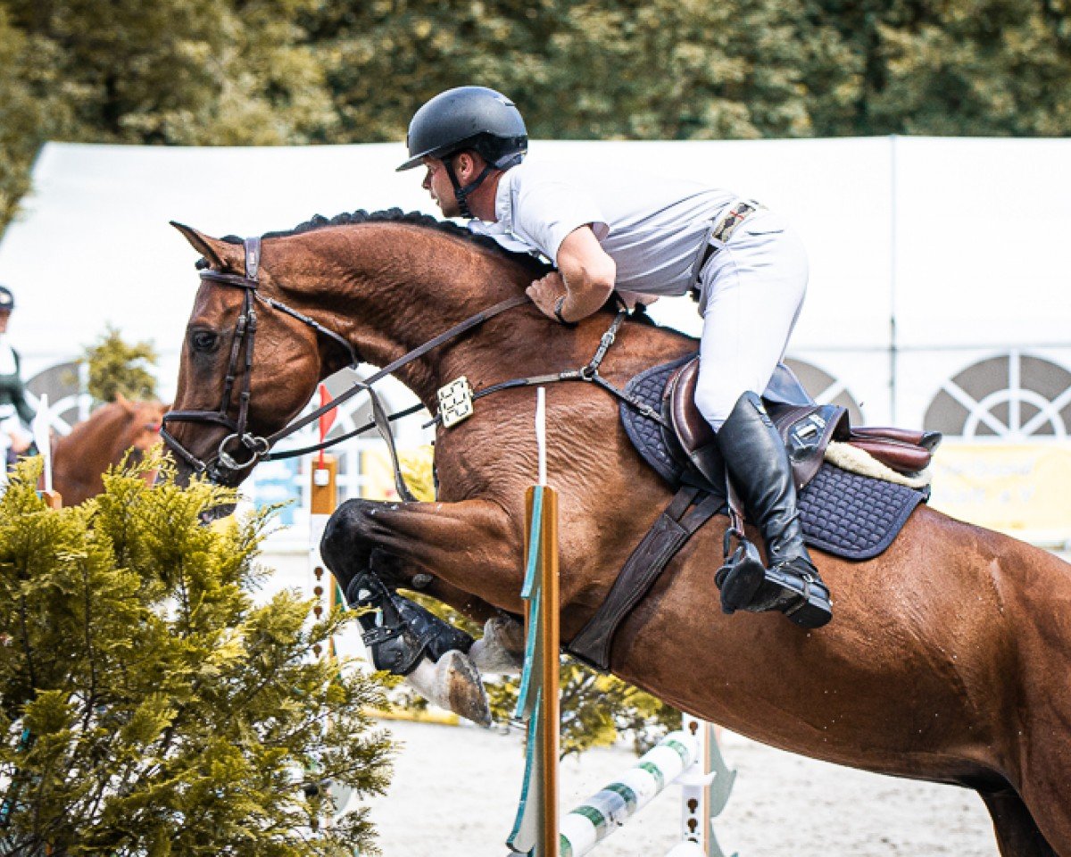 jumper Lordanus B (Oldenburg show jumper, 2019, from Lordanos)