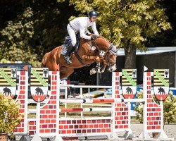 jumper Dia Colorit K (German Sport Horse, 2019, from Dia Corrado)