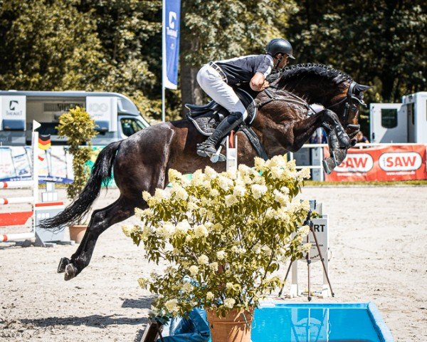 jumper Cliqout (Hanoverian, 2017, from Cador 5)