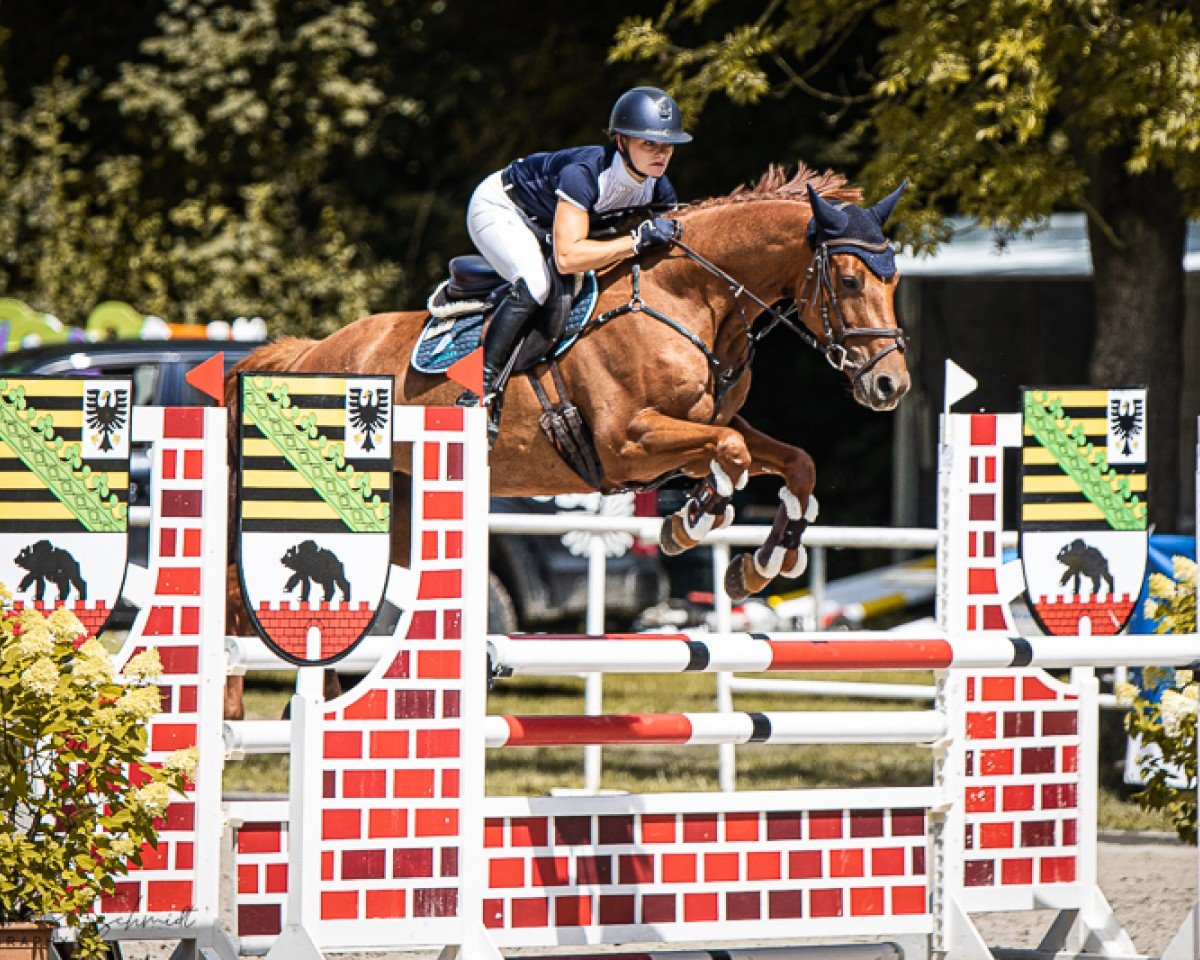 jumper Arabella 711 (German Sport Horse, 2019, from Askari)