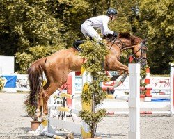 jumper Versage RM (Oldenburg show jumper, 2019, from Vegas VDL)