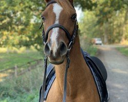 horse Zawi (Arabian thoroughbred, 2010)