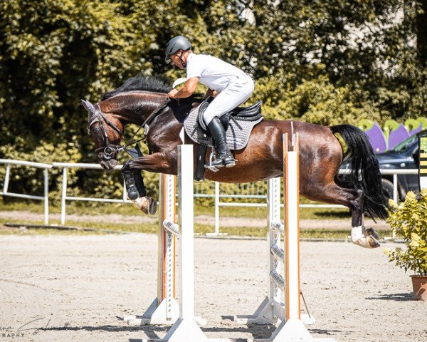 jumper Qualm (Hanoverian, 2018, from Qualito)