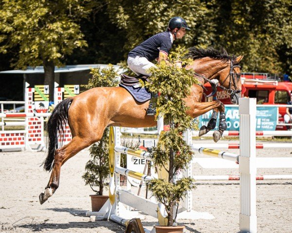 jumper Naskari's Troublemaker (German Sport Horse, 2019, from Naskari de Reve)