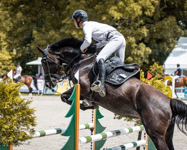 Zuchtstute Latina RM (Deutsches Sportpferd, 2018, von Rodrigoo VDL)