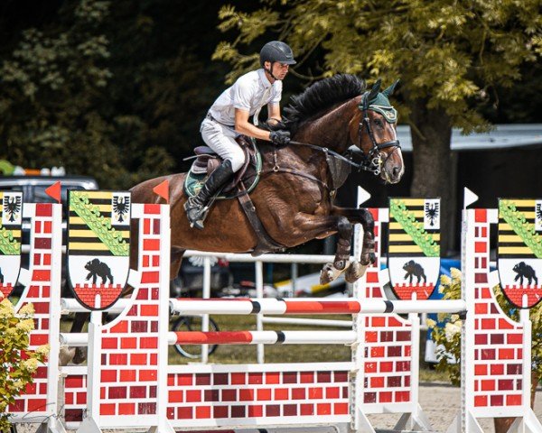 jumper Collin Hornet (German Sport Horse, 2019, from Carinue)