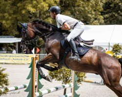 jumper Balous Lovely Boy PS (Oldenburg show jumper, 2019, from Baloutaire PS)