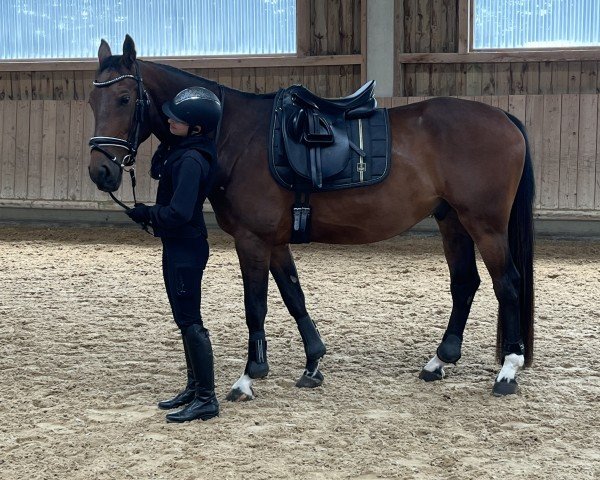 Pferd Coprado (Lettisches Warmblut, 2020, von Cesano II)