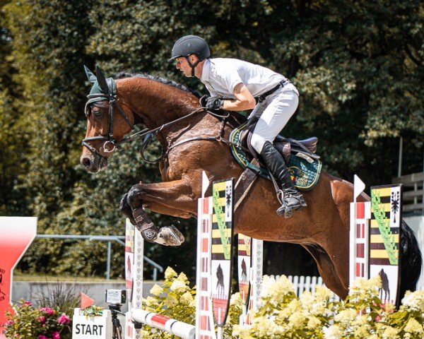 jumper Changer PS (Oldenburg show jumper, 2018, from Chacfly PS)