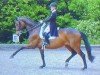 dressage horse Rihanna 2 (Hanoverian, 2003, from Rohdiamant)