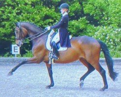 dressage horse Rihanna 2 (Hanoverian, 2003, from Rohdiamant)