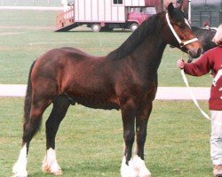 horse Rainhill Victor (Welsh-Cob (Sek. D), 1995, from Ebbw Victor)