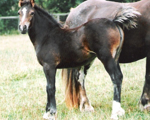 horse Rainhill Sunshine (Welsh-Cob (Sek. D), 1998, from Pentrefelin Taliesin)