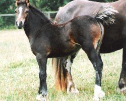 horse Rainhill Sunshine (Welsh-Cob (Sek. D), 1998, from Pentrefelin Taliesin)