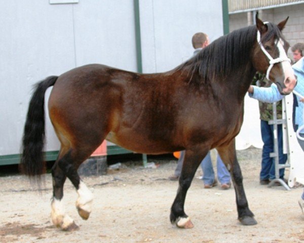 Zuchtstute Tardebigge Emily (Welsh-Cob (Sek. D), 1997, von Pentrefelin Taliesin)