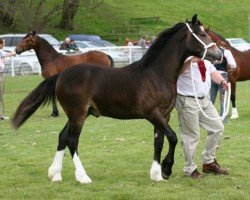 Pferd Ridgehill Emrys (Welsh-Cob (Sek. D), 2007, von Ridgehill Elgar)