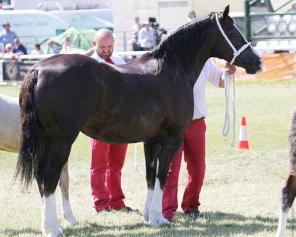 horse Ridgehill Christine (Welsh-Cob (Sek. D), 2007, from Ridgehill Elgar)