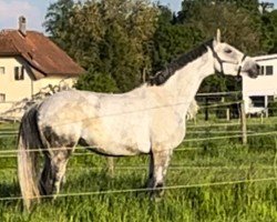 Pferd Helena 285 (Hannoveraner, 2015, von Hohenstaufen I)