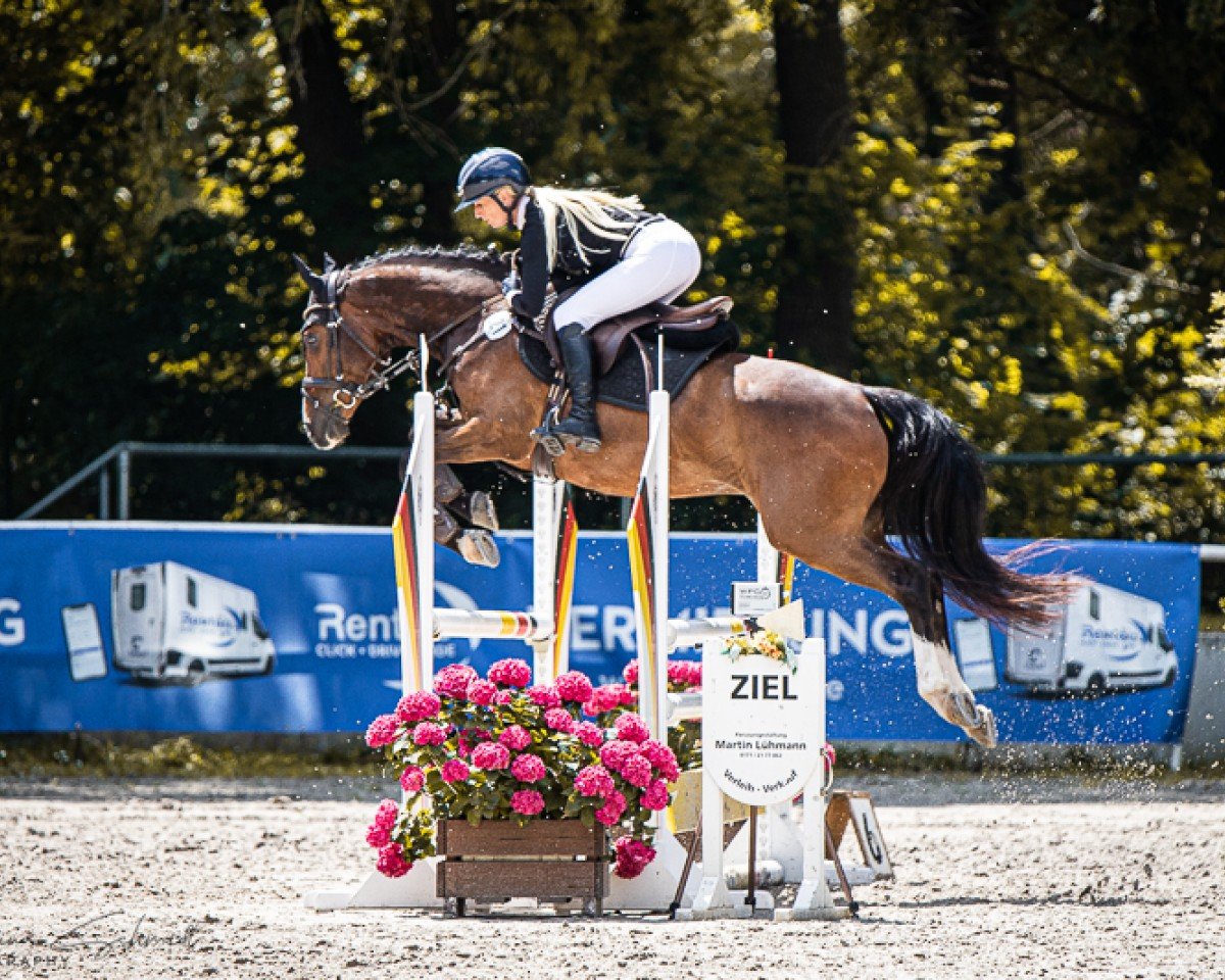 Springpferd Chocolate de Luxe (Deutsches Reitpony, 2019, von Champ de Luxe)