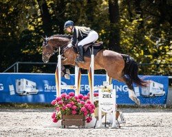 jumper Chocolate de Luxe (German Riding Pony, 2019, from Champ de Luxe)