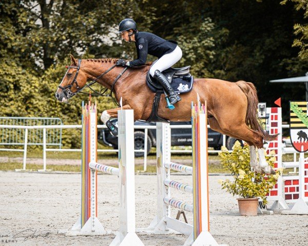 jumper Butler of Picobello Z (Zangersheide riding horse, 2018, from Balou du Rouet)