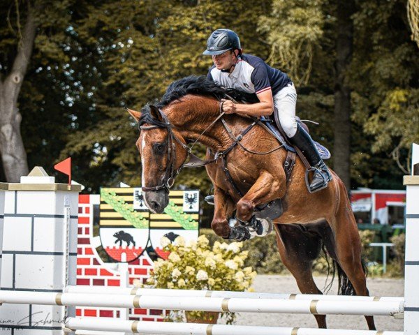 Springpferd Brunswieck's Brantum (Zangersheide Reitpferd, 2018, von Brantzau)