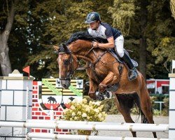 jumper Brunswieck's Brantum (Zangersheide riding horse, 2018, from Brantzau)