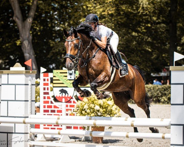 jumper Skarlett S 2 (Oldenburg show jumper, 2019, from Cellestial)