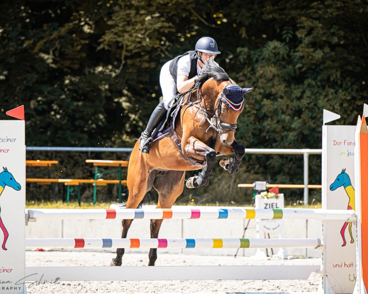 jumper Mabel v. Manchester (Holsteiner, 2019, from Manchester van't Paradijs)