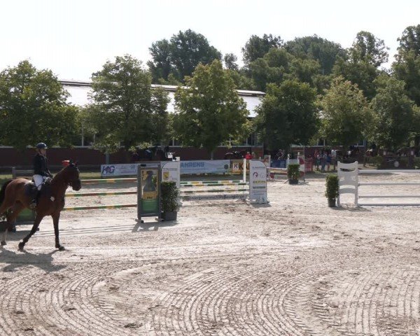 Reitturnier Münster-Roxel 2024