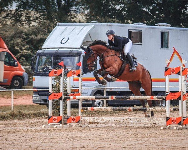 jumper Canturano Gold (Oldenburg show jumper, 2017, from Canturano I)