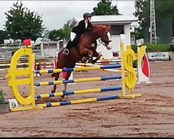 jumper Petit Ami Roux (Hanoverian, 2001, from Perpignon)