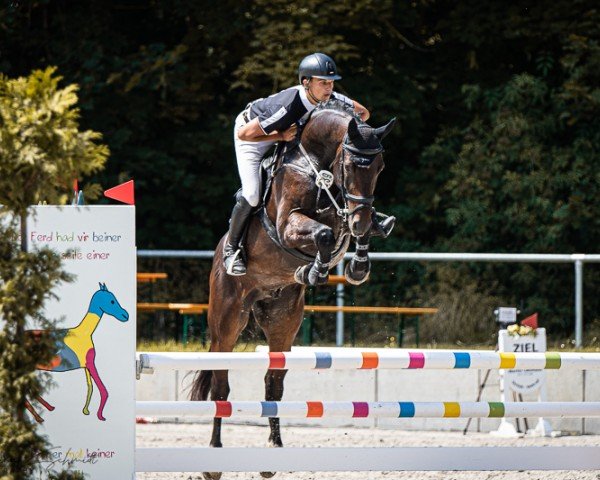 jumper Diamantinus 4 (Hanoverian, 2020, from Diamant de Plaisir 178 FIN)