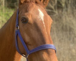 Springpferd Goldfeivel (Selle Français, 2013, von Grosso Z)